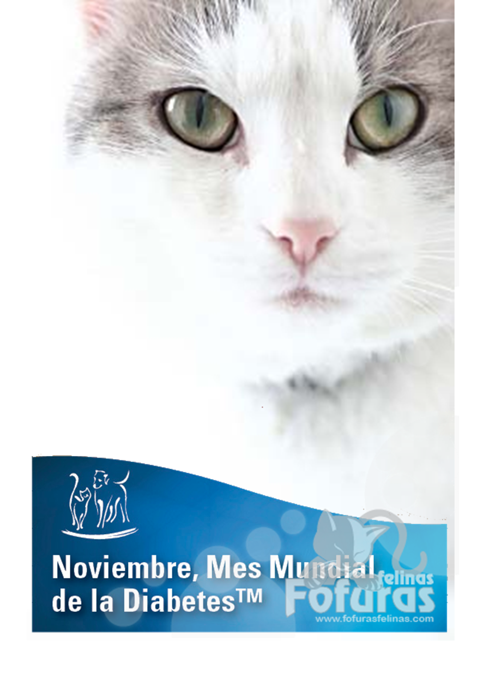 diabetes felina en la bolsa