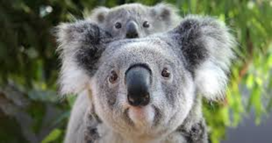 Koala baby is sitting mothers back and looking at the camera