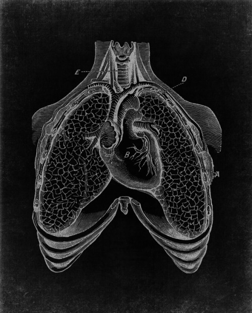 chaosophia218:Antique Anatomical Illustration of Heart and...