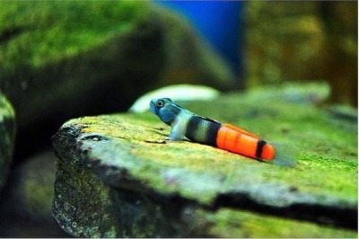 It Looks Like Im Getting Close To The 10 Picture Limit So Hang Tight For Goby Post Part 2 Where I Gush About The Genera Stiphodon And Rhinogobius It Looks Like Im Getting Close To The 10 Picture Limit So Hang Tight For Goby Post Part 2 Where I Gush About The Genera Stiphodon And Rhinogobius