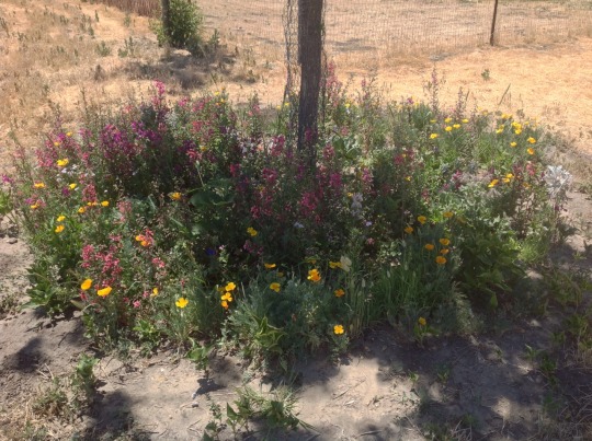 A different angle of the same mix of blooming flowers around a tree trunk, mostly in shades of pink and orange.