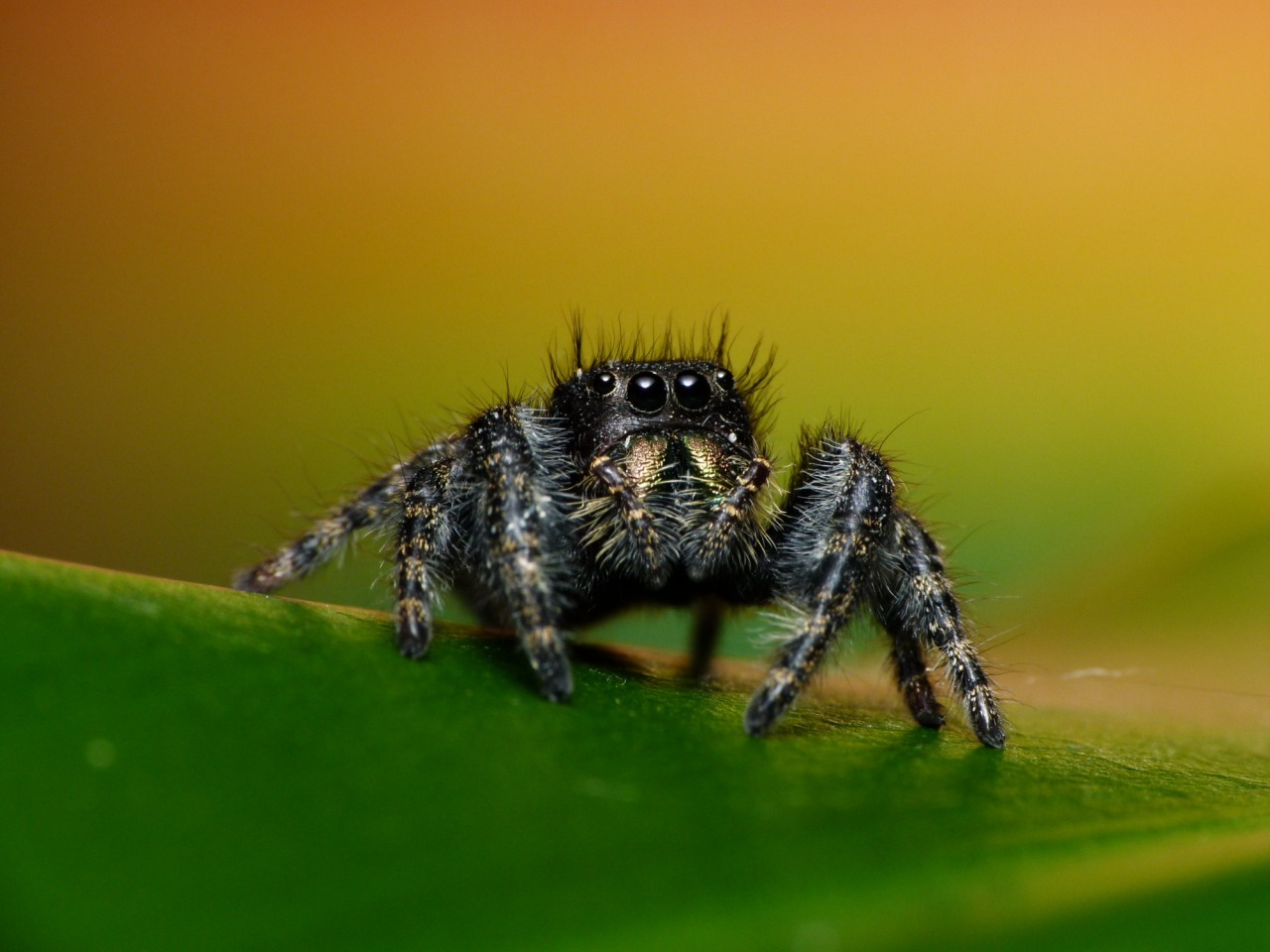 Phidippus Audax