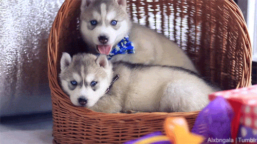 Funny Cute Puppies Christmas Gif