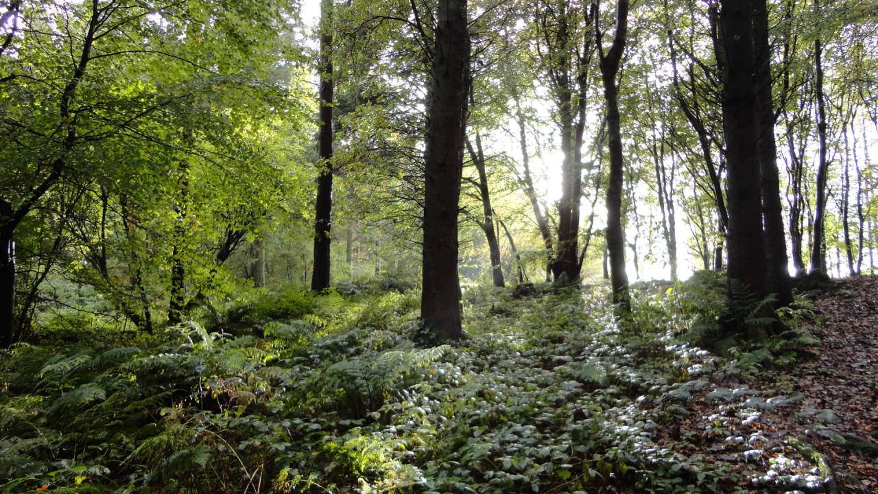 Stuff — woodlandtrust: The Trees - Philip Larkin The...