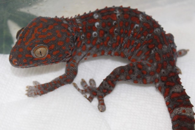 Tokay Gecko On Tumblr