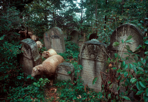 fotojournalismus:Poland, 1981.Photographs by Bruno Barbey