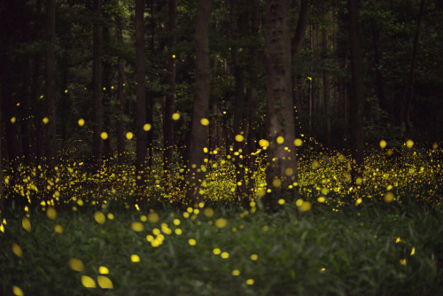 landscape-photo-graphy:Gold Fireflies Dance Through Japanese...