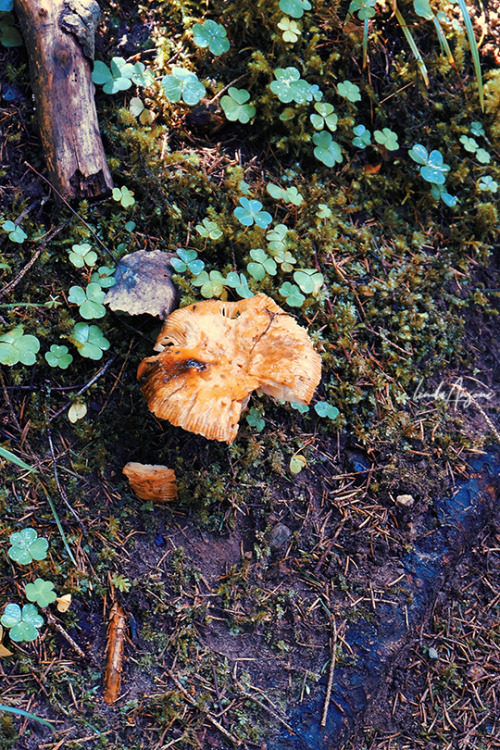 lindagoesmushrooming