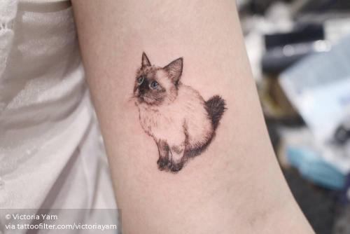 By Victoria Yam, done in Hong Kong. http://ttoo.co/p/35118 animal;bicep;cat;facebook;feline;pet;realistic;single needle;small;twitter;victoriayam
