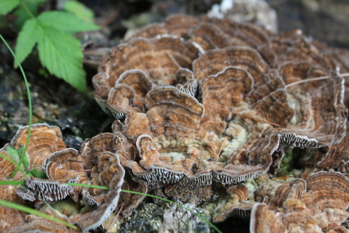 aloneforeverwithoutyou:Mushrooms ΦjΦ by Ajsta