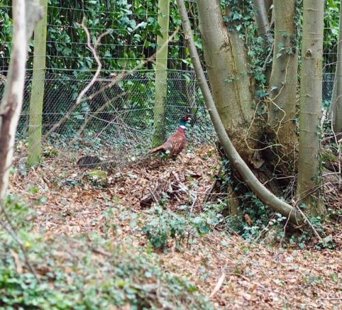 22.03.19We walked towards Mother Ludlams cave from Moor Park...