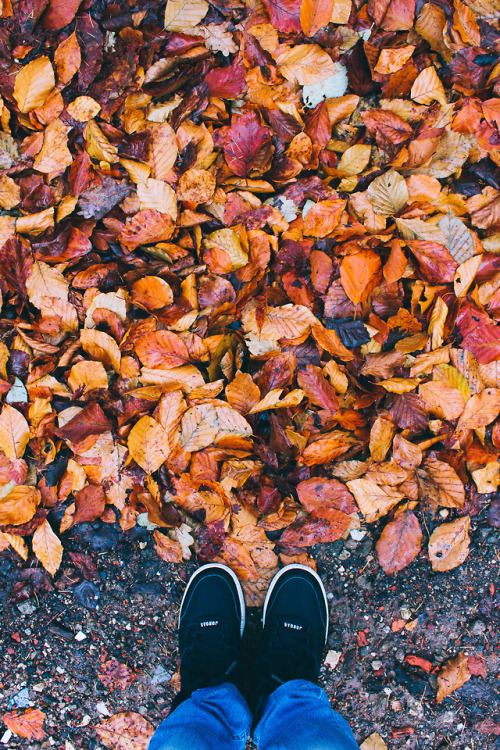autumn fall season fall season dutch winter cold utrecht netherlands the netherlands nederland holland north holland travel landscape jordan outdoors nature digital canon