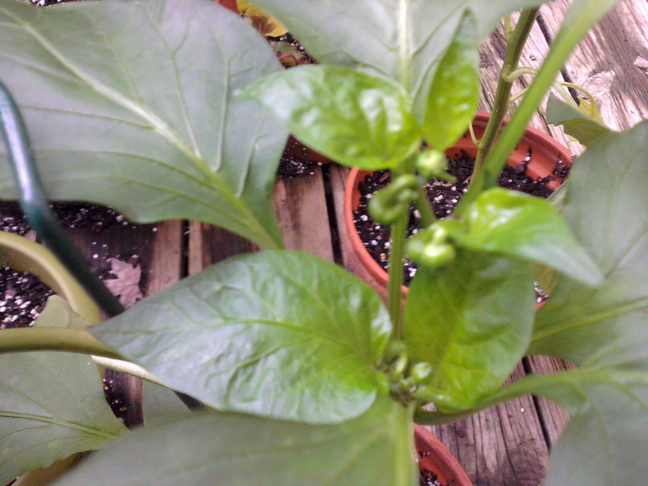 decapitated pepper buds, September 19
