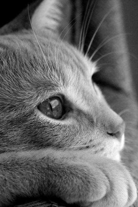 cutethingsforcats