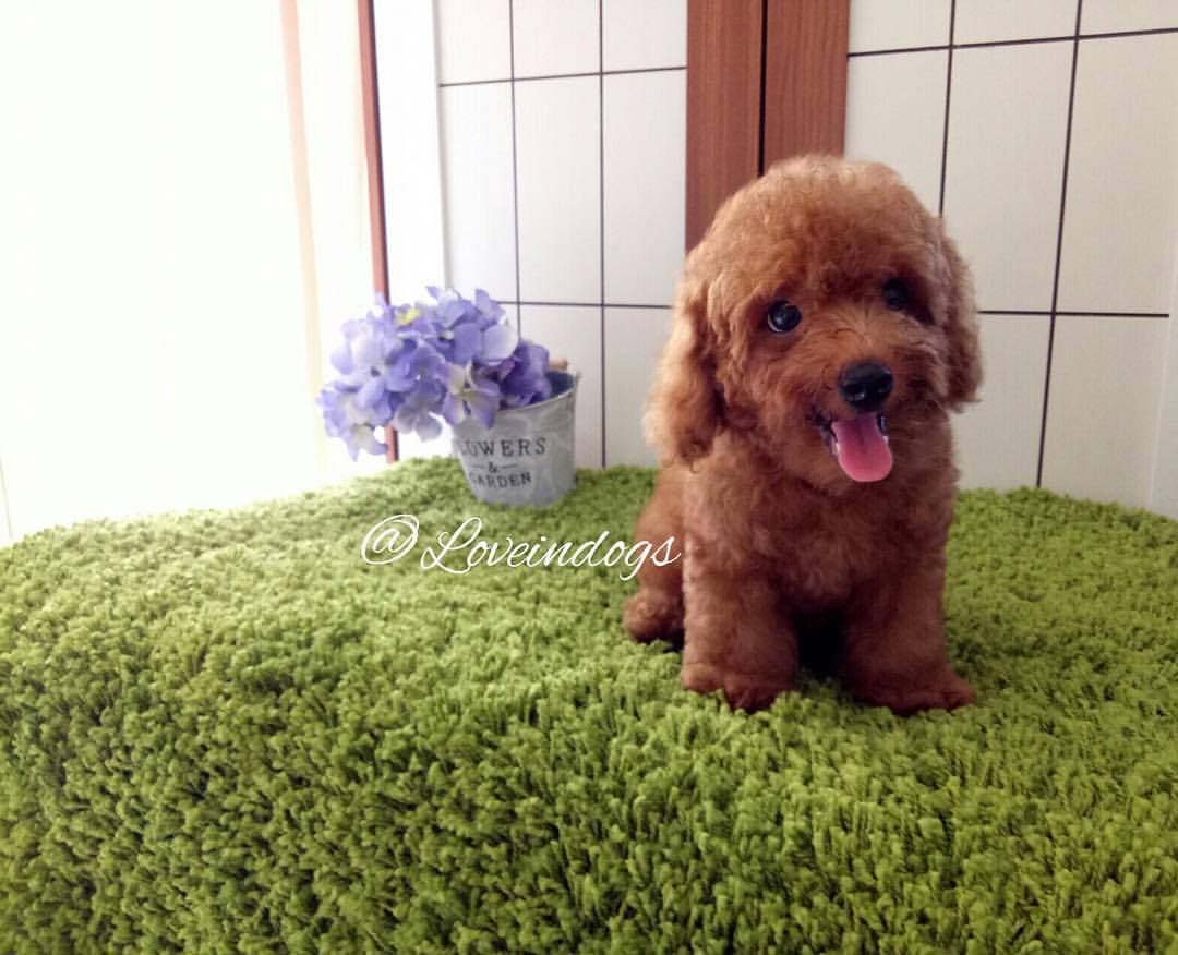 13++ Anjing red toy poodle dijual info