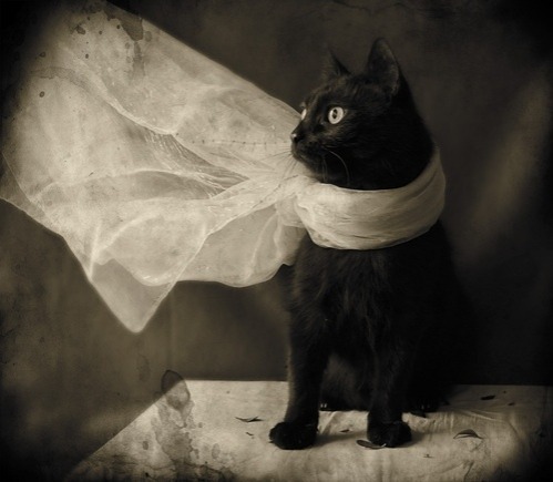 caterville — Cats Wearing Scarves