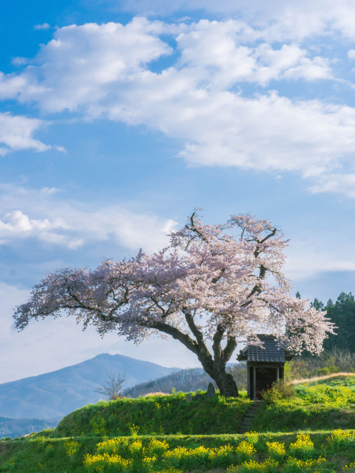 worldes:小沢の桜 by Takahiro Urano