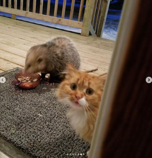 justcatposts:When an opossum steals your cat’s food…