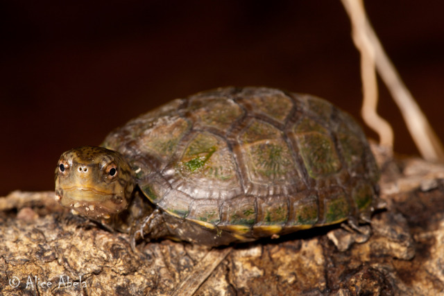 Let's do Some Zoology! - Sonora Mud Turtle (Kinosteron sonoriense) Also...