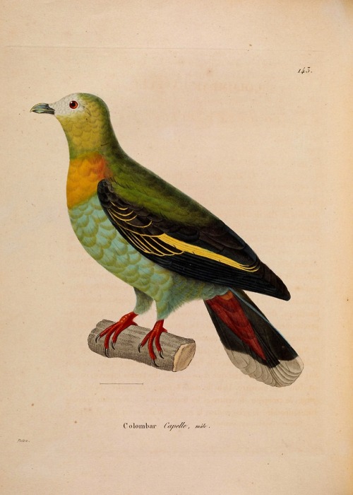 wapiti3:New collection of plates of colored birds: to serve on...