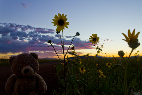 adventureswithteddy:Teddy and his photographer met many summers...