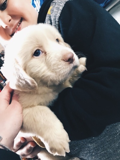 Il Mio Cane Tumblr
