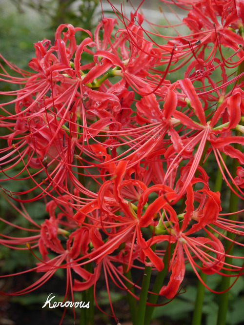 Own picture : # 219, Lycoris radiata,  September  2018