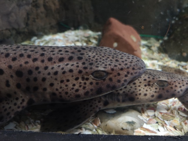 wolf eel bite wolf eel bite