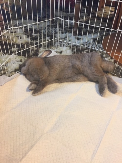 bunniesarethebest:This is Elinore, happily flopped after an...