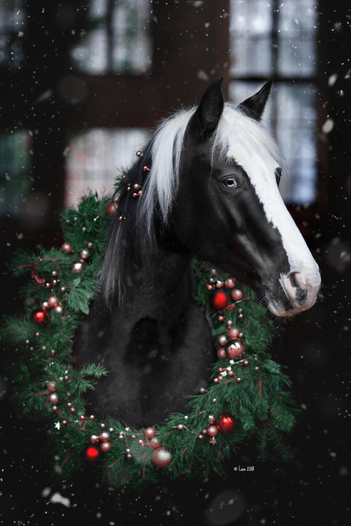 lainphotography:Christmas Horsies