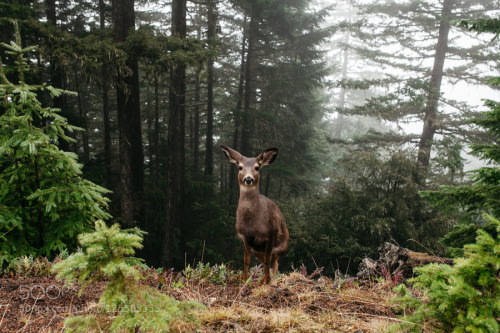 phototoartguy:“Deer Portrait by samuelelkins”☛...