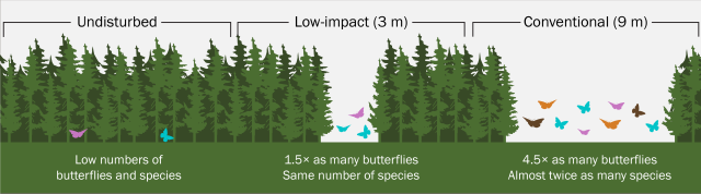 How Does Habitat Fragmentation Affect Boreal... - Sketches Here And There