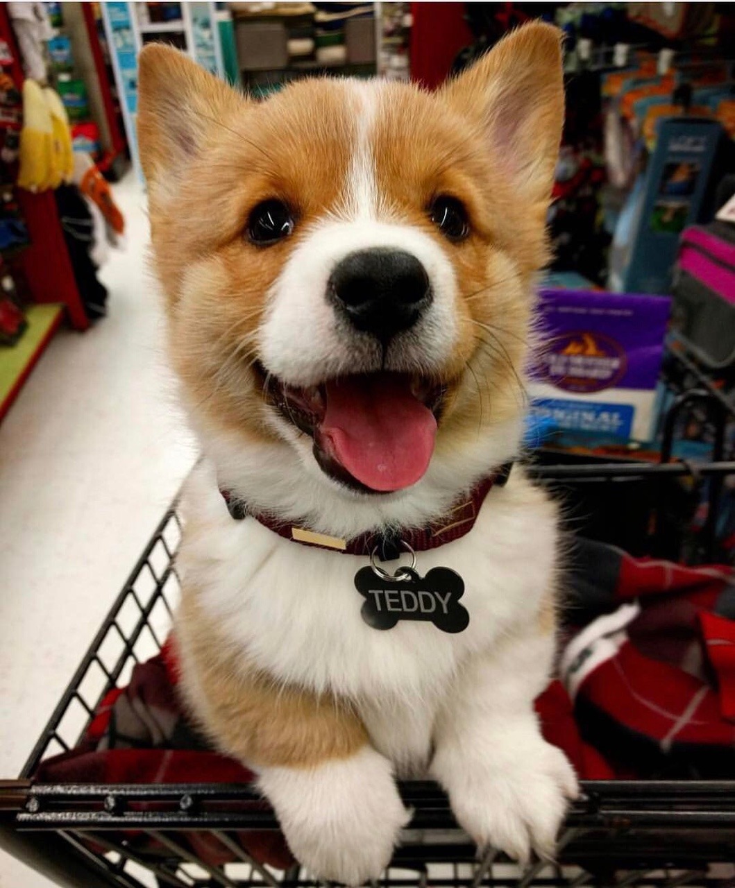 corgi teddy bear