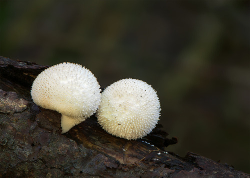 wapiti3:MUSHROOMS!Kleckselkönig photos