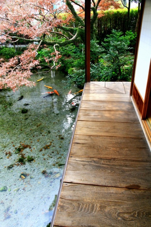 dekoi2501post:雲仙の恵み、そして災い－長崎県島原市 - よっちんのフォト日記湧水庭 四明荘