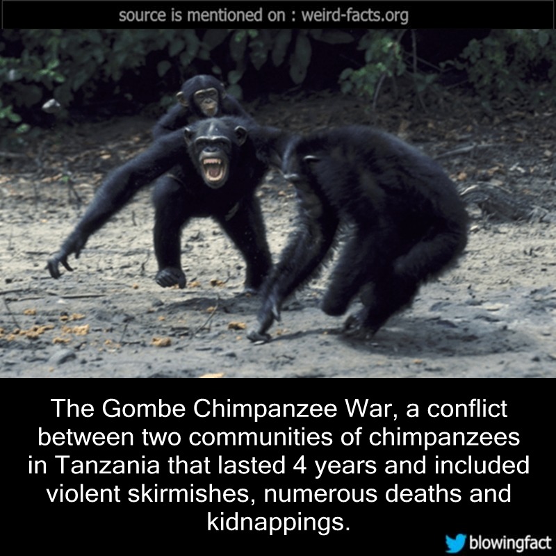 chimpanzee war party