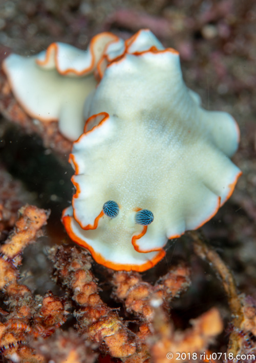 アワシマオトメウミウシDermatobranchus albopunctulatus (Baba, 1976)