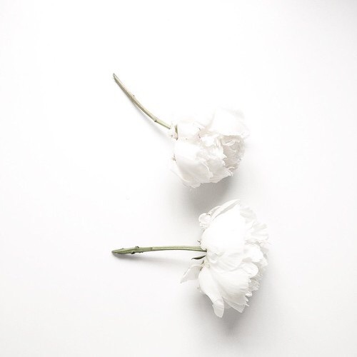 white flower | Tumblr