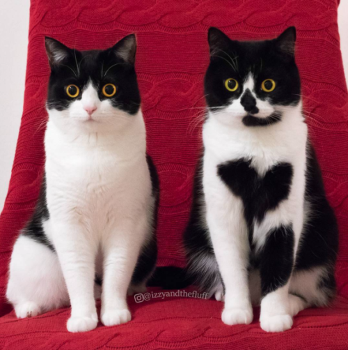 catsbeaversandducks:Izzy & Zoë “We are sisters!”Photos...