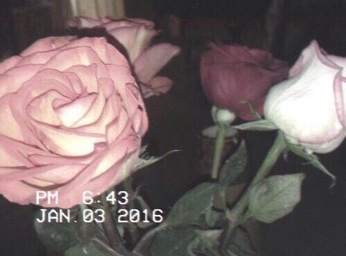red rose pink rose pink roses vintage pale pink pale pink aesthetic pastel aesthetic pastel pink