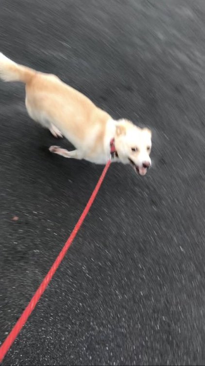 bibidebabideboo:“台風一過で大喜びのうちの犬をご覧ください”(雑種犬 マロン(@malon_inu)さん |...