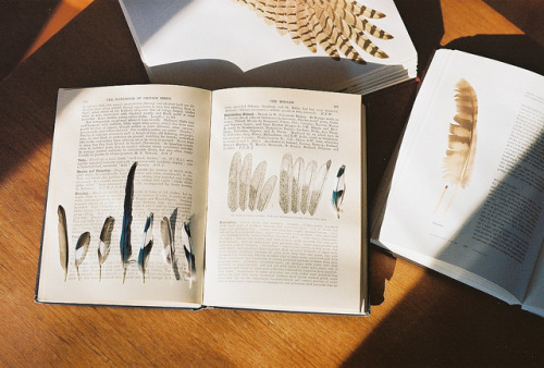 derivings:A study of feathers. by Hanne//Beatle on Flickr.