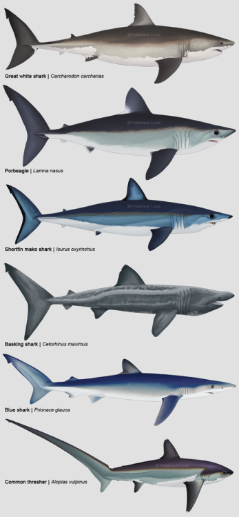 namu-the-orca:Marine Life of the Maritime Provinces,...