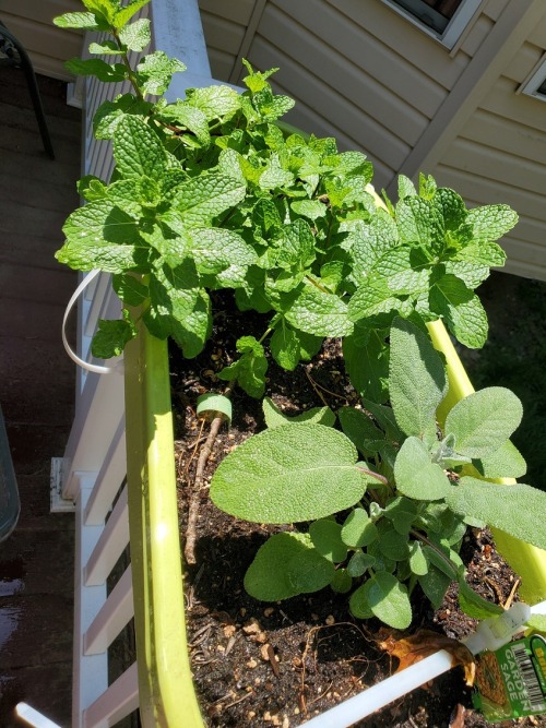 jerseytomatoes