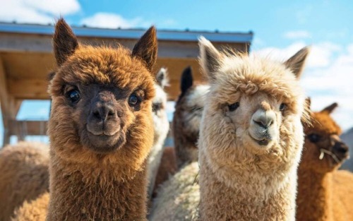 one-time-i-dreamt:I stumbled across a miniature alpaca farm...