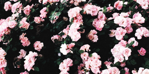 rose wallpaper on Tumblr