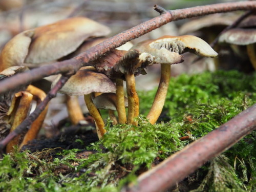 shroomlings