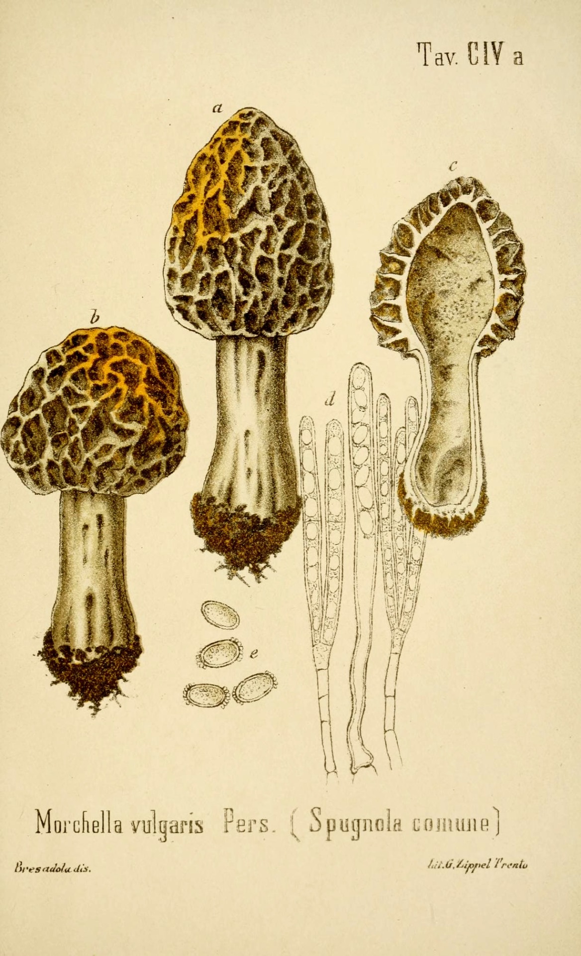 Scientific Illustration Wapiti3 The Edible Mushrooms And Poisonous