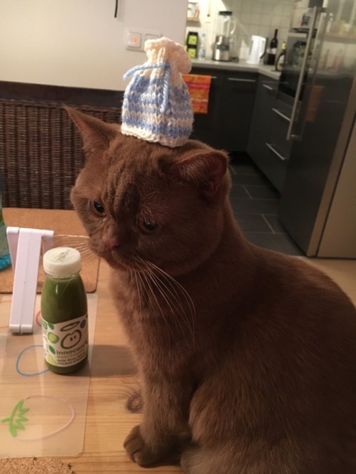 mostlycatsmostly:Happy Caturday from this teddy (submitted...