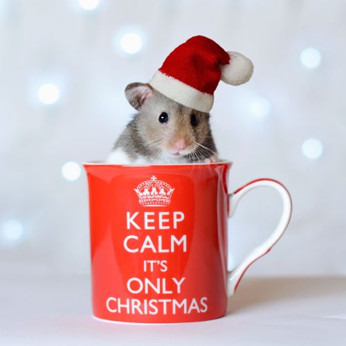 hamsters-in-cups